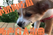 娱乐吃瓜君奶狗,娱乐吃瓜君的甜蜜瓜田之旅